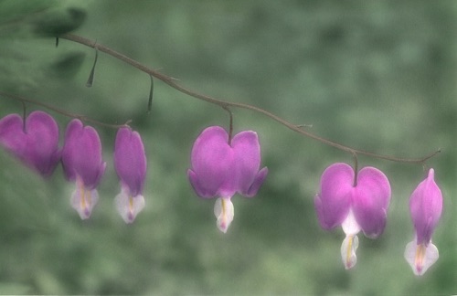 Bleeding Hearts